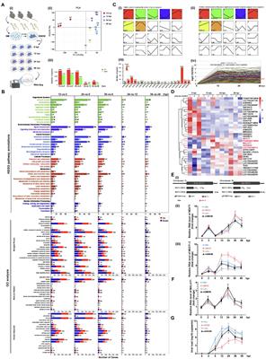 LncRNA NEAT1 Potentiates SREBP2 Activity to Promote Inflammatory Macrophage Activation and Limit Hantaan Virus Propagation